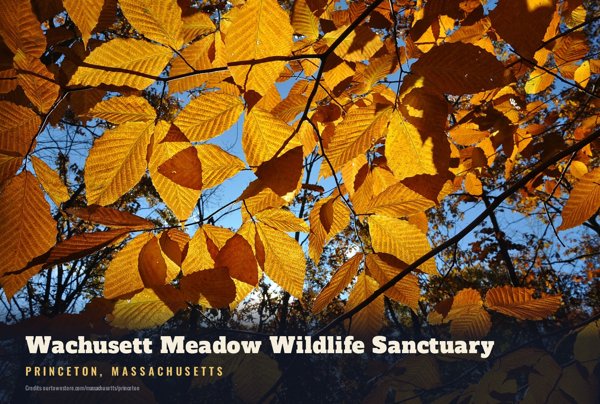 Princeton Wachusett Meadow Wildlife Sanctuary Postcard artwork detail
