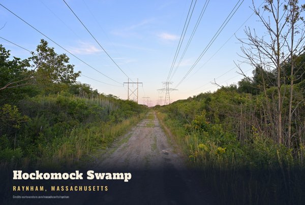 Raynham Hockomock Swamp Postcard artwork detail