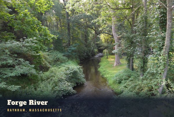 Raynham Forge River Postcard artwork detail