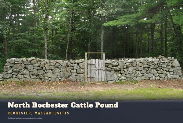Rochester North Rochester Cattle Pound Postcard artwork detail