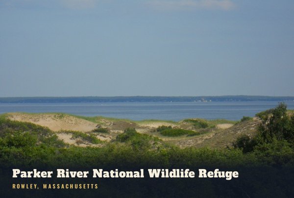 Rowley Parker River National Wildlife Refuge Postcard artwork detail