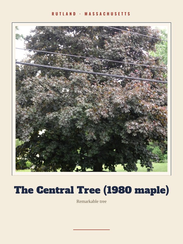 Rutland The Central Tree (1980 maple) Landmark Print artwork detail
