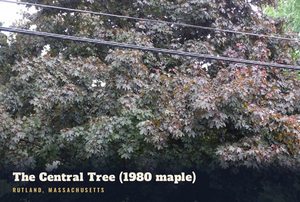 Rutland The Central Tree (1980 maple) Postcard artwork detail