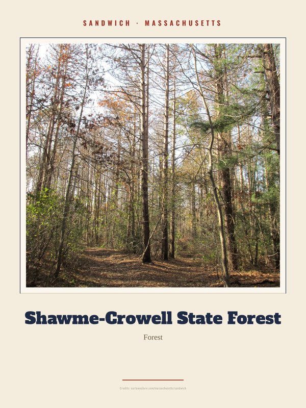 Sandwich Shawme-Crowell State Forest Landmark Print artwork detail