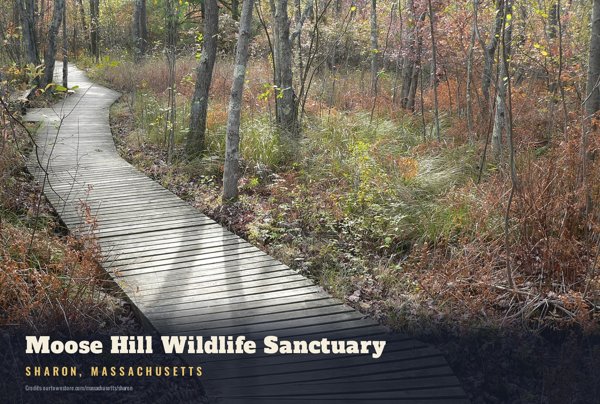 Sharon Moose Hill Wildlife Sanctuary Postcard artwork detail