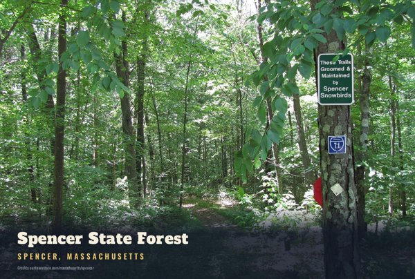 Spencer Spencer State Forest Postcard artwork detail