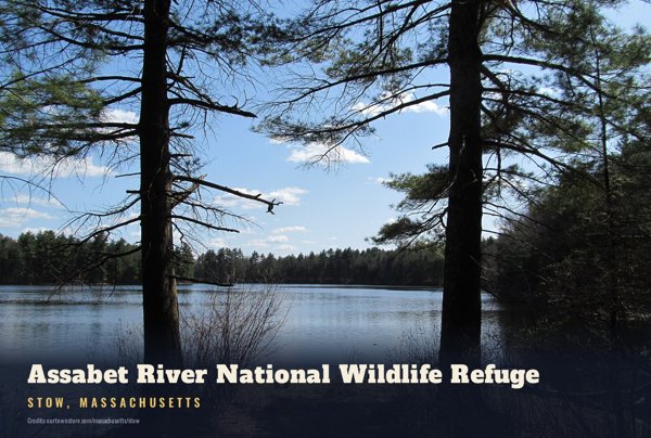 Stow Assabet River National Wildlife Refuge Postcard artwork detail