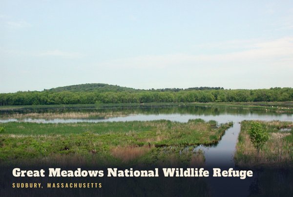 Sudbury Great Meadows National Wildlife Refuge Postcard artwork detail