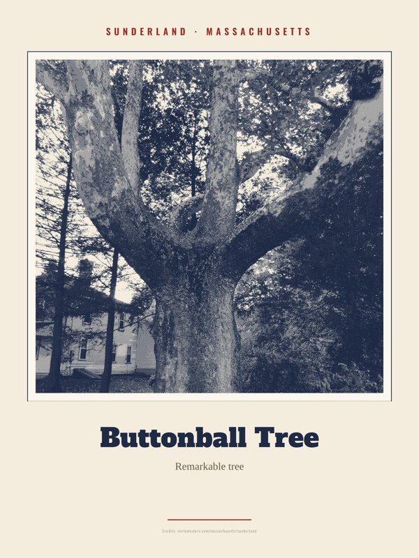 Sunderland Buttonball Tree Landmark Print artwork detail