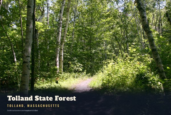Tolland Tolland State Forest Postcard artwork detail