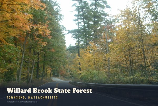 Townsend Willard Brook State Forest Postcard artwork detail