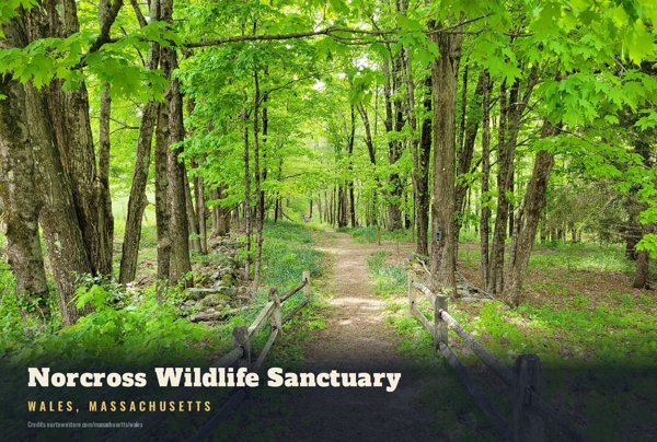 Wales Norcross Wildlife Sanctuary Postcard artwork detail
