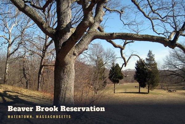 Watertown Beaver Brook Reservation Postcard artwork detail
