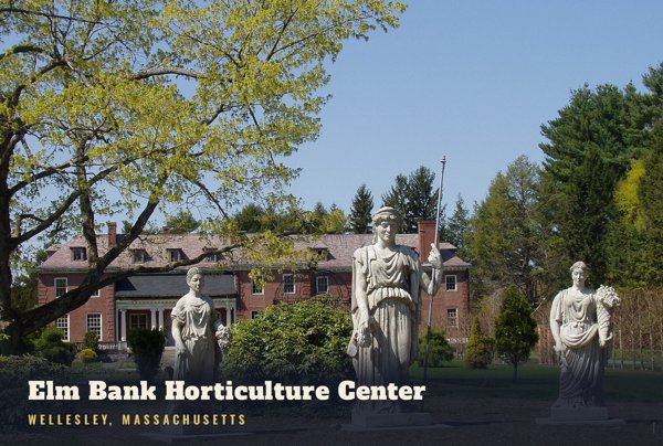 Wellesley Elm Bank Horticulture Center Postcard artwork detail