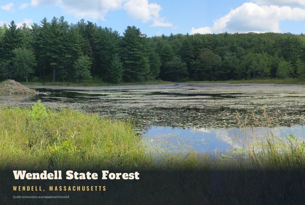 Wendell Wendell State Forest Postcard artwork detail