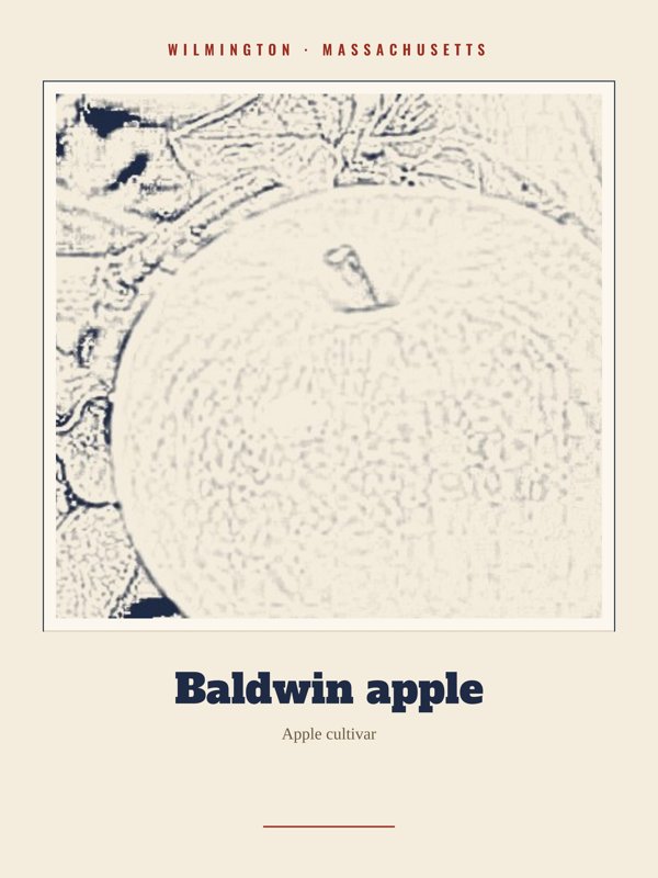 Wilmington Baldwin apple Landmark Print artwork detail