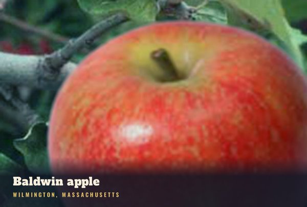 Wilmington Baldwin apple Postcard artwork detail