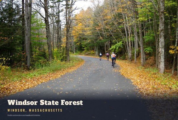 Windsor Windsor State Forest Postcard artwork detail